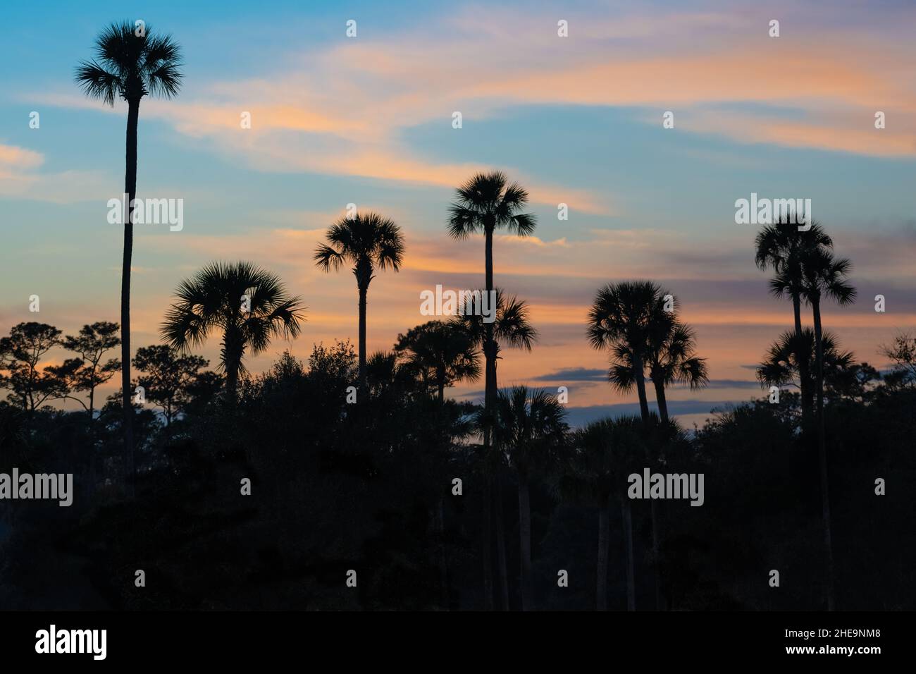 Auf dem TPC Sawgrass Stadium Course in Ponte Vedra Beach, Florida, wurden Palmen vor dem wunderschönen Sonnenuntergang in Florida mit Silhouetten gesäumt. (USA) Stockfoto