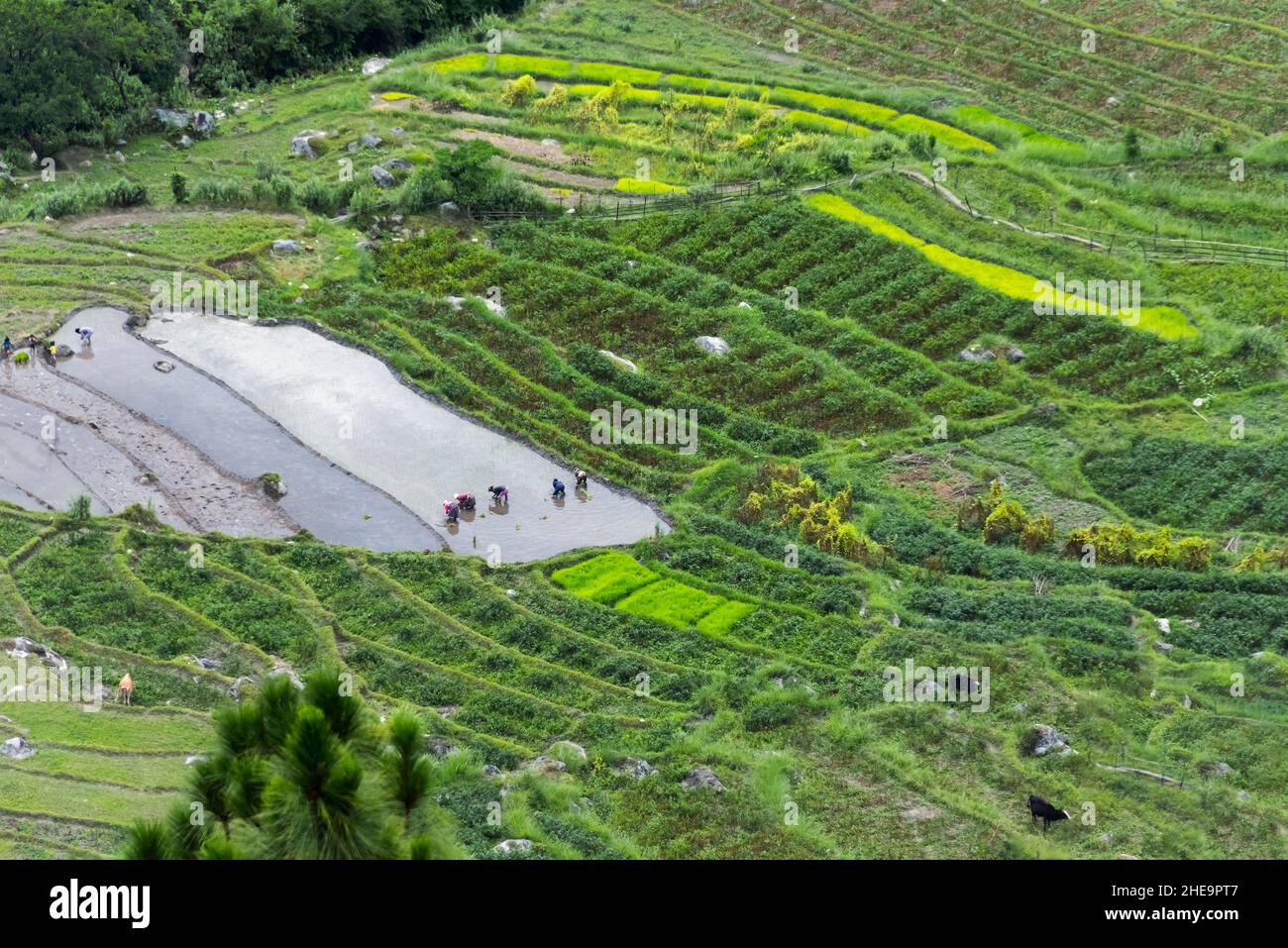 Reisfelder im Himalaya, Punakha, Bhutan Stockfoto