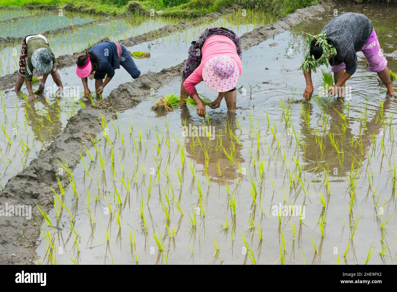 Farmers Verpflanzen Reis Setzlinge, Punakha, Bhutan Stockfoto