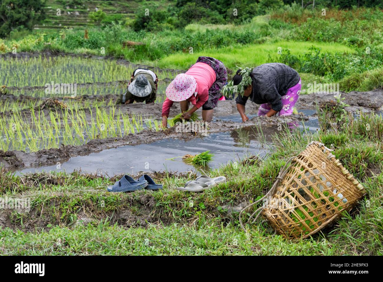 Farmers Verpflanzen Reis Setzlinge, Punakha, Bhutan Stockfoto