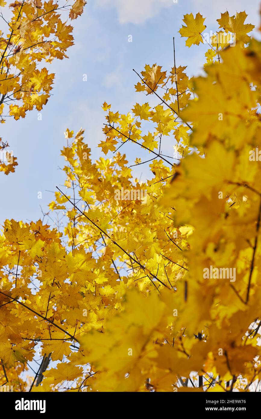 Im Herbst Blätter aus orangefarbenem Ahorn auf einem Baum gegen einen blauen Himmel. Stockfoto