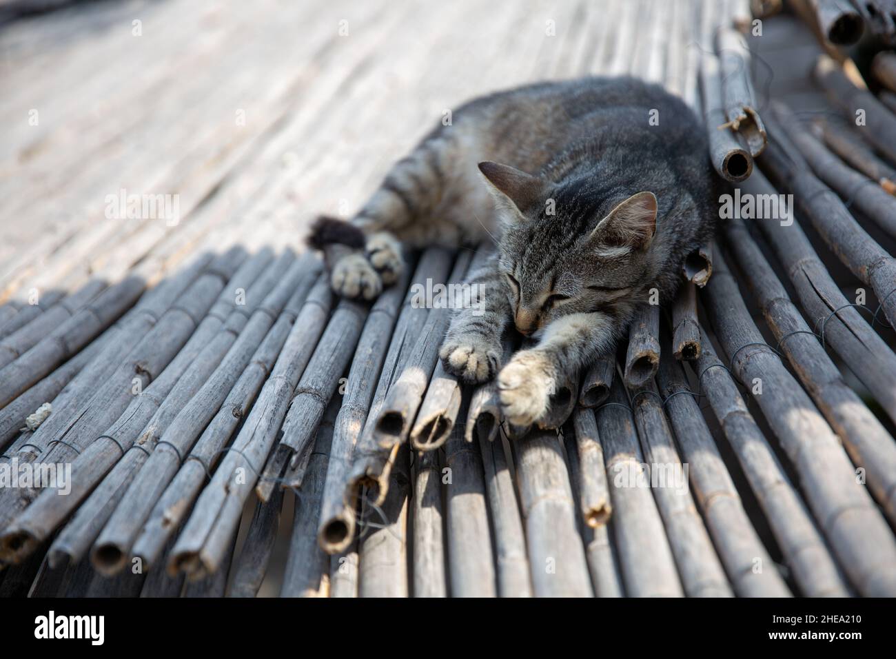 Süße tabby Katze mit entzückenden Pfoten schlafen auf einem Dach unter dem Schatten an einem sonnigen Tag Stockfoto
