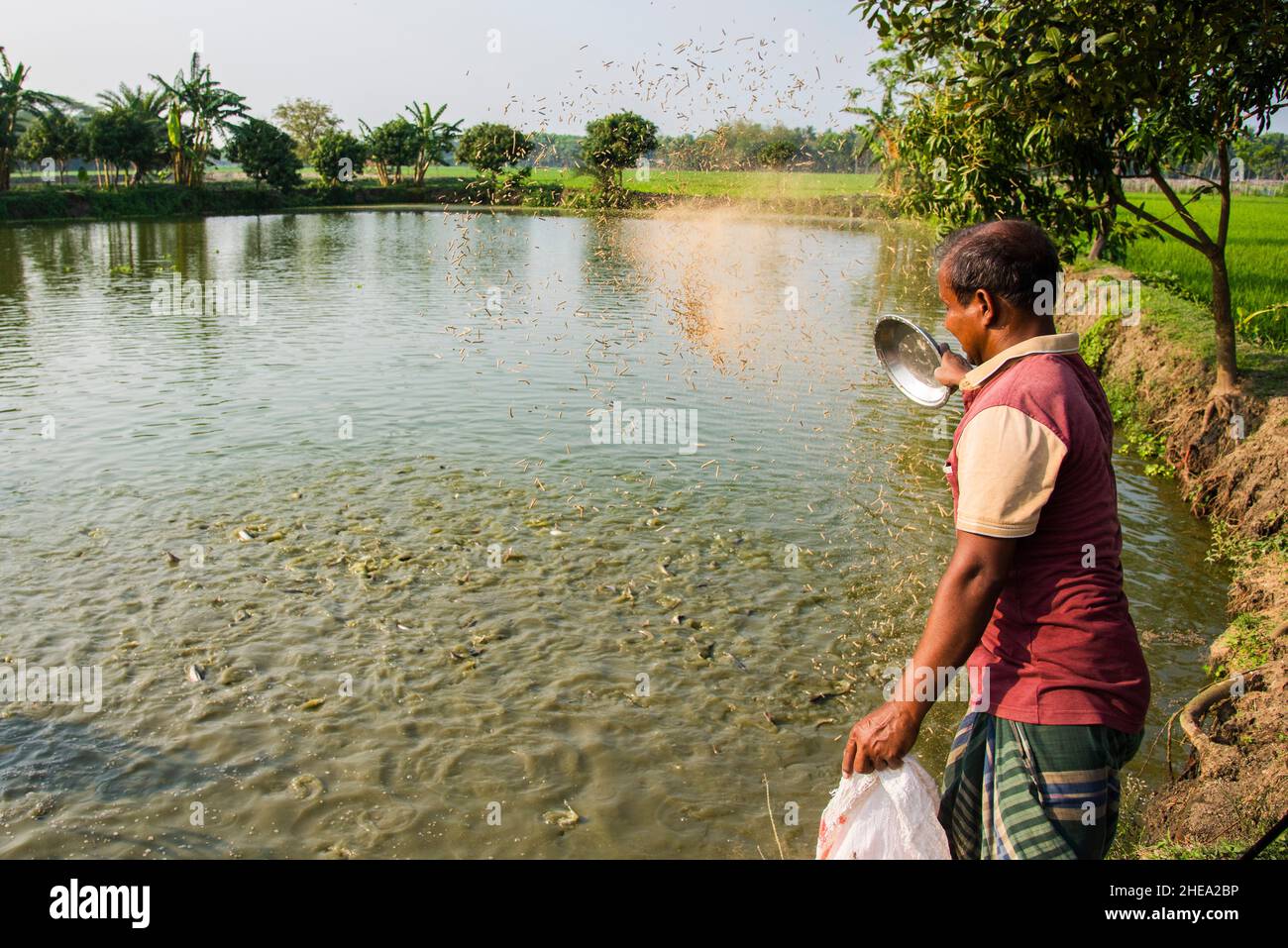 Ein bangladeschischer Fischzüchter füttert seine Pangas im Satkhira District in Bangladesch. In Bangladesch sind PanGas die beliebtesten Arten für die Landwirtschaft. Stockfoto