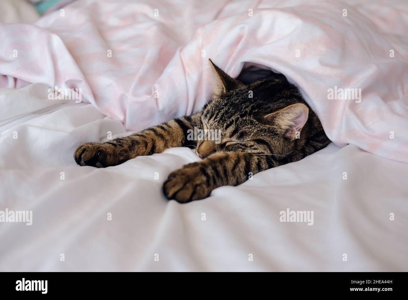 Superman katze Fotos und Bildmaterial in hoher Auflösung Alamy