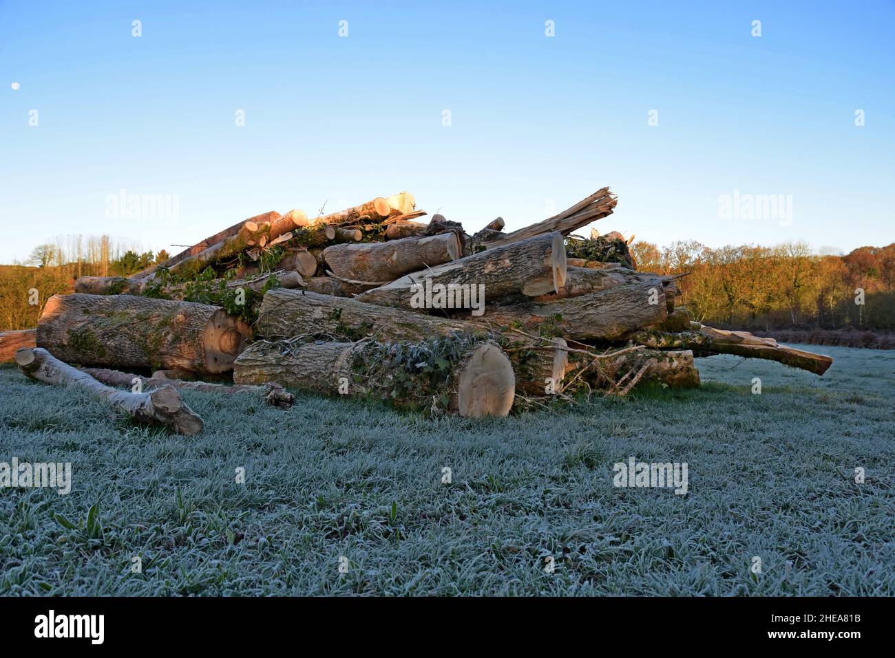 Ein großer Haufen frisch gefällter Eschenbäume, die nach einem Sturm zerschnitten wurden, führte dazu, dass sie auf einer Straße in West Wales fielen, die aufgrund der Aschereckenentwurfkrankheit geschwächt war Stockfoto