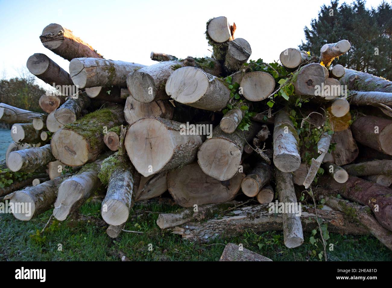Ein großer Haufen frisch gefällter Eschenbäume, die nach einem Sturm zerschnitten wurden, führte dazu, dass sie auf einer Straße in West Wales fielen, die aufgrund der Aschereckenentwurfkrankheit geschwächt war Stockfoto