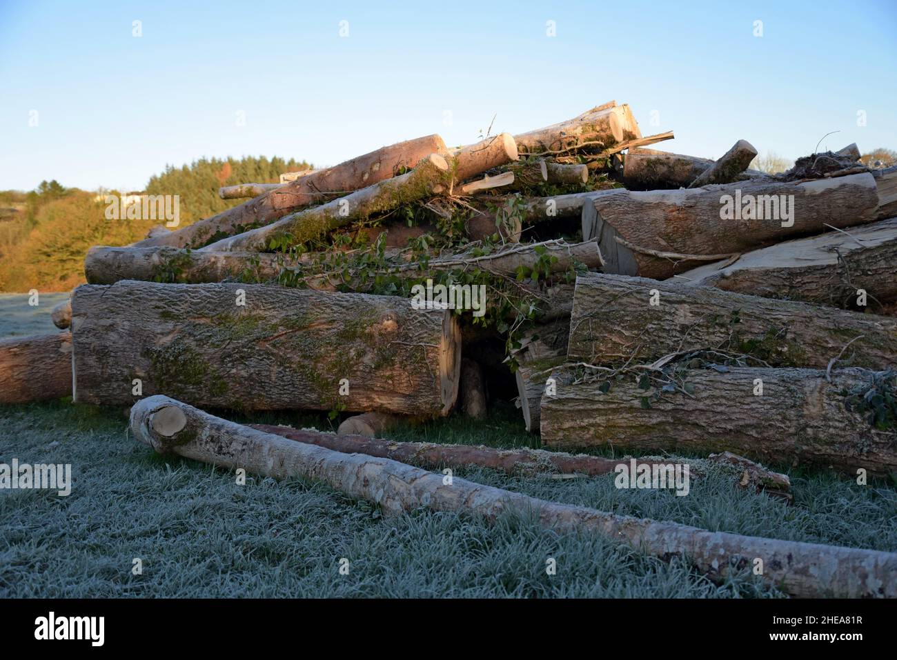 Ein großer Haufen frisch gefällter Eschenbäume, die nach einem Sturm zerschnitten wurden, führte dazu, dass sie auf einer Straße in West Wales fielen, die aufgrund der Aschereckenentwurfkrankheit geschwächt war Stockfoto