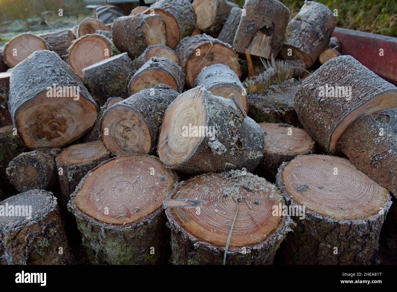 Ein großer Haufen von Frost bedeckte Holzstämme in einem Bauernwagen, der auf die Lagerung zum Würzen wartete, November 2021 Stockfoto