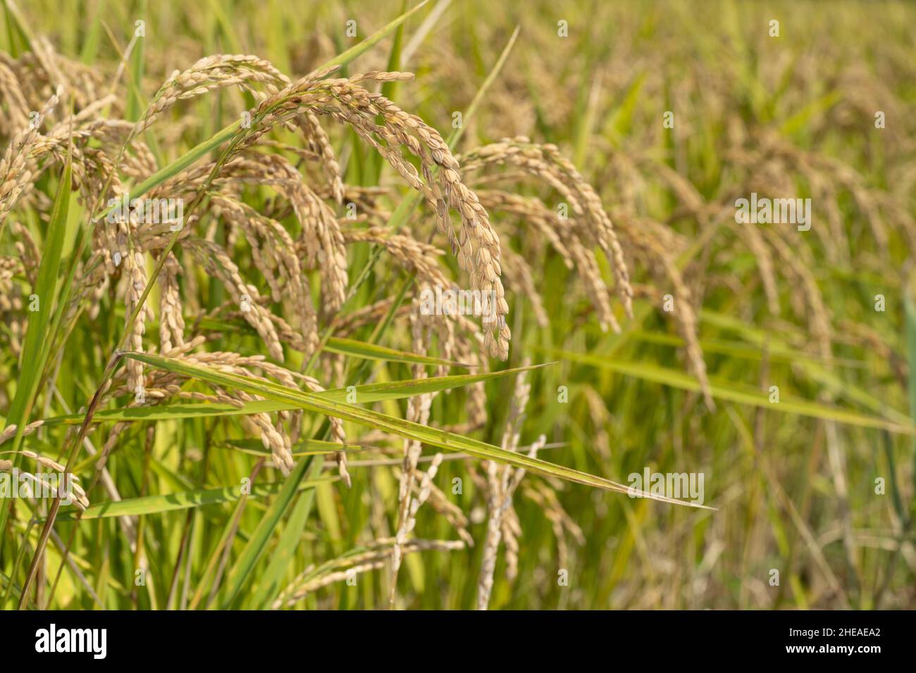 Ohr der Reispflanze im September (Herbst), Stadt Isehara, Präfektur Kanagawa, Japan Stockfoto