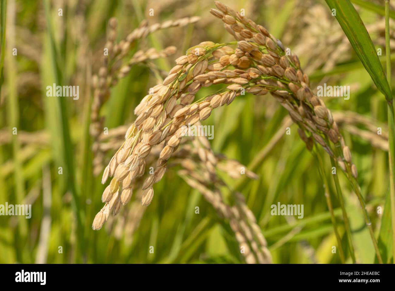 Ohr der Reispflanze im September (Herbst), Stadt Isehara, Präfektur Kanagawa, Japan Stockfoto