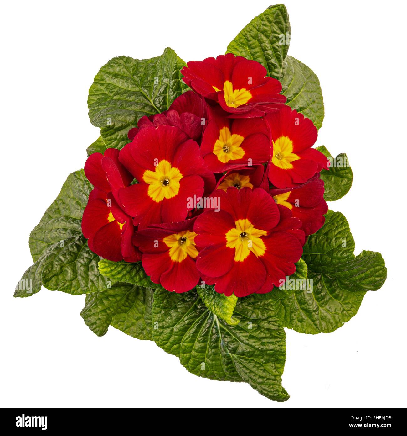 Primula Crescendo leuchtend rote, rote Primel auf weißem Hintergrund, flache Lage, Draufsicht Stockfoto