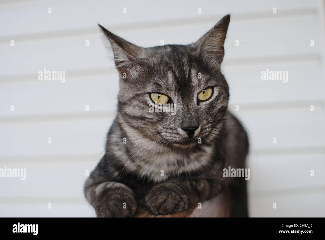 Die gestreifte Katze, eine Kreuzung zwischen einer Art von Stöcker, liegt auf einer Holzbank vor einem weißen Seitenstreifen Stockfoto