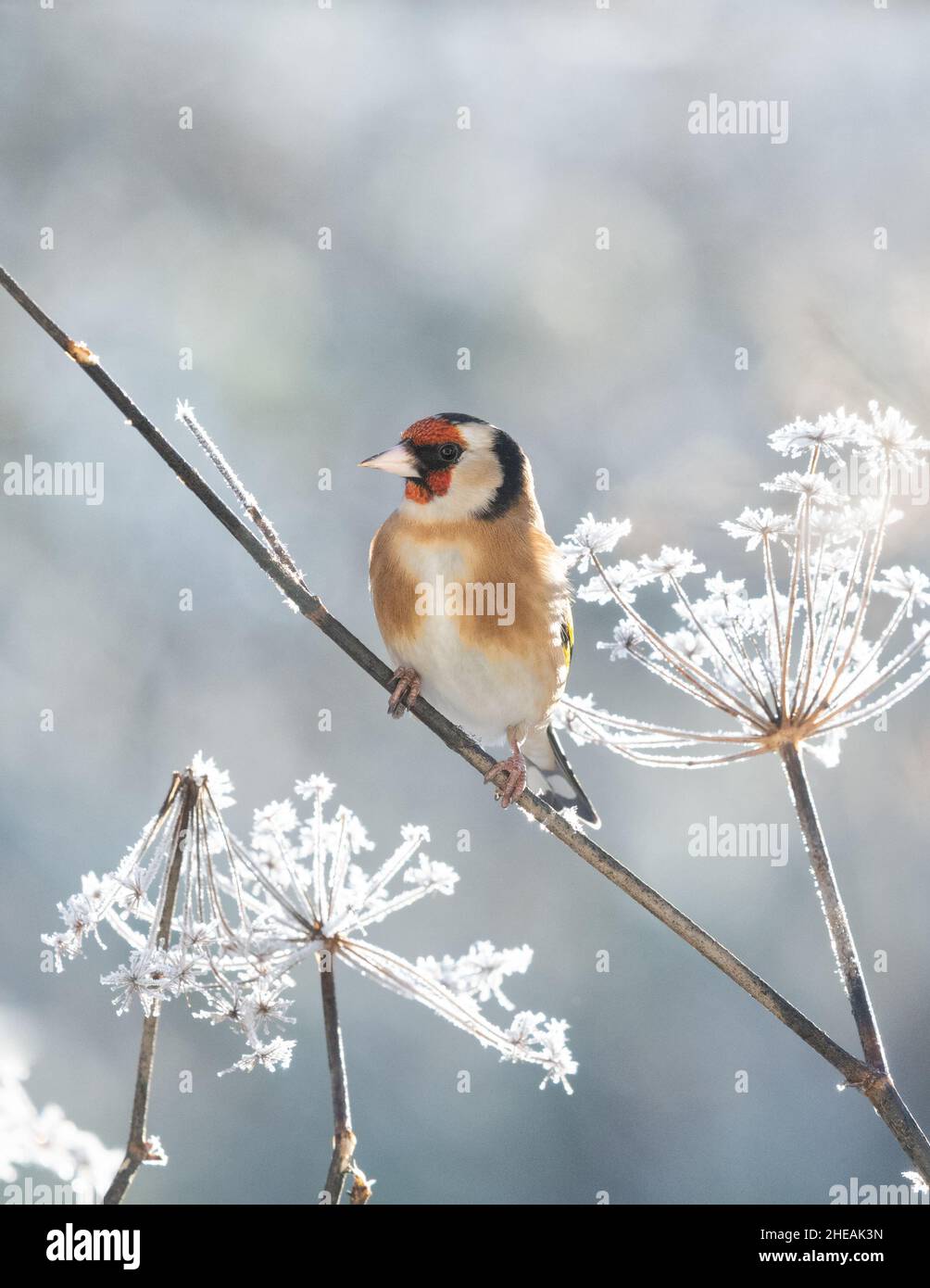 Europäischer Goldfink (carduelis carduelis) auf frostbedeckten Fenchelsamen-Köpfen im Winter - großbritannien Stockfoto