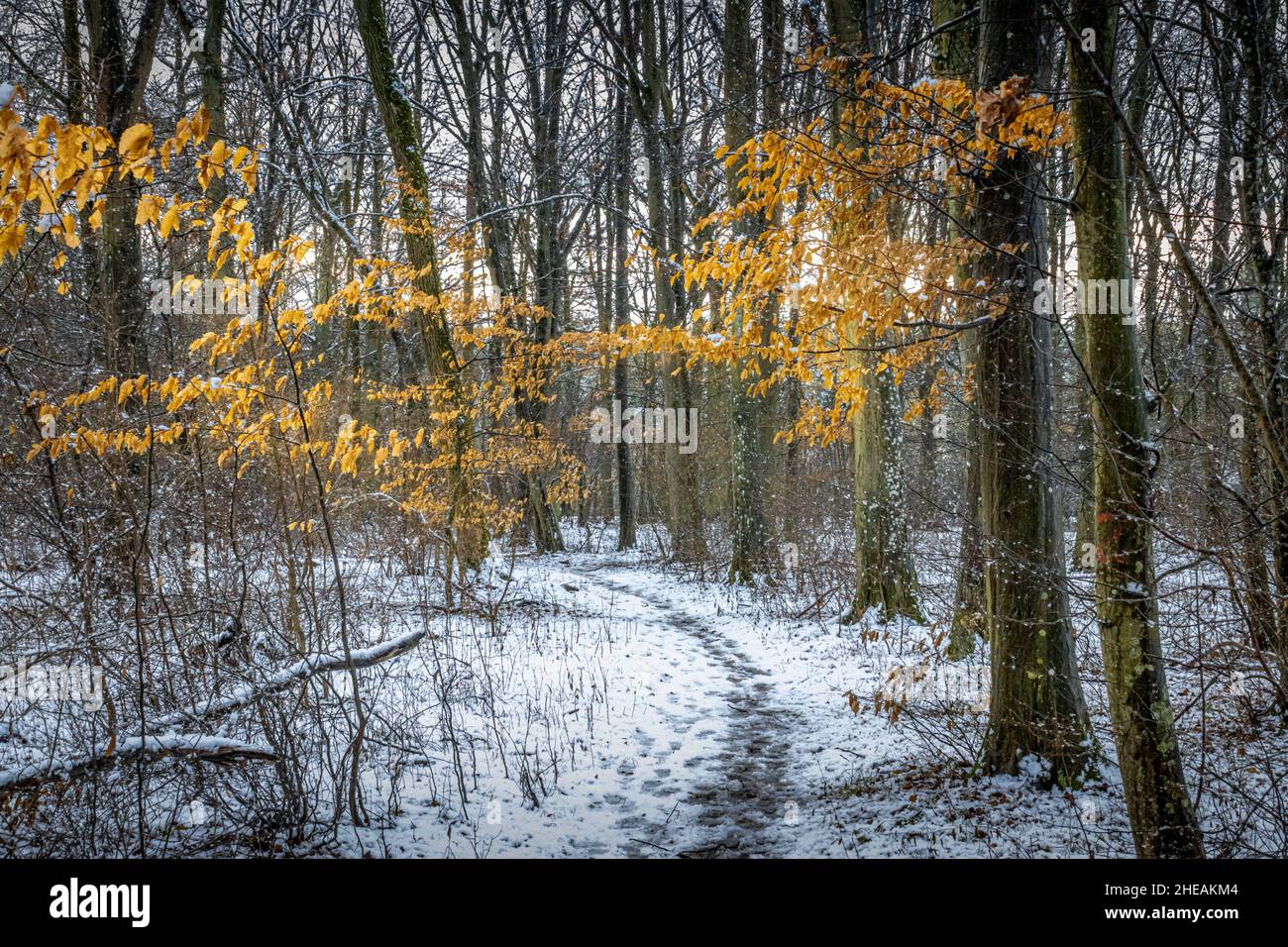 Ein schneebedeckter Feldweg durch einen Wald Stockfoto