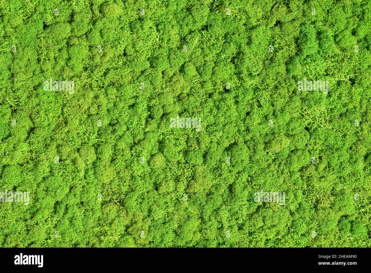 Grün erhaltenes Moos, Naturhintergrund Stockfoto