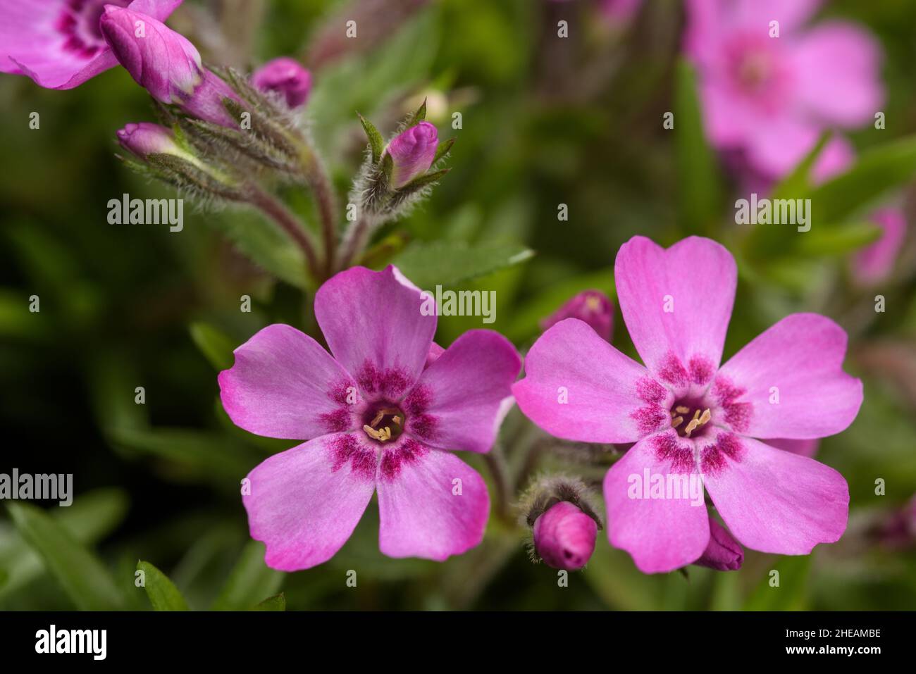 Schleichende Phlox (Phlox subulata) blüht in einem Garten Stockfoto