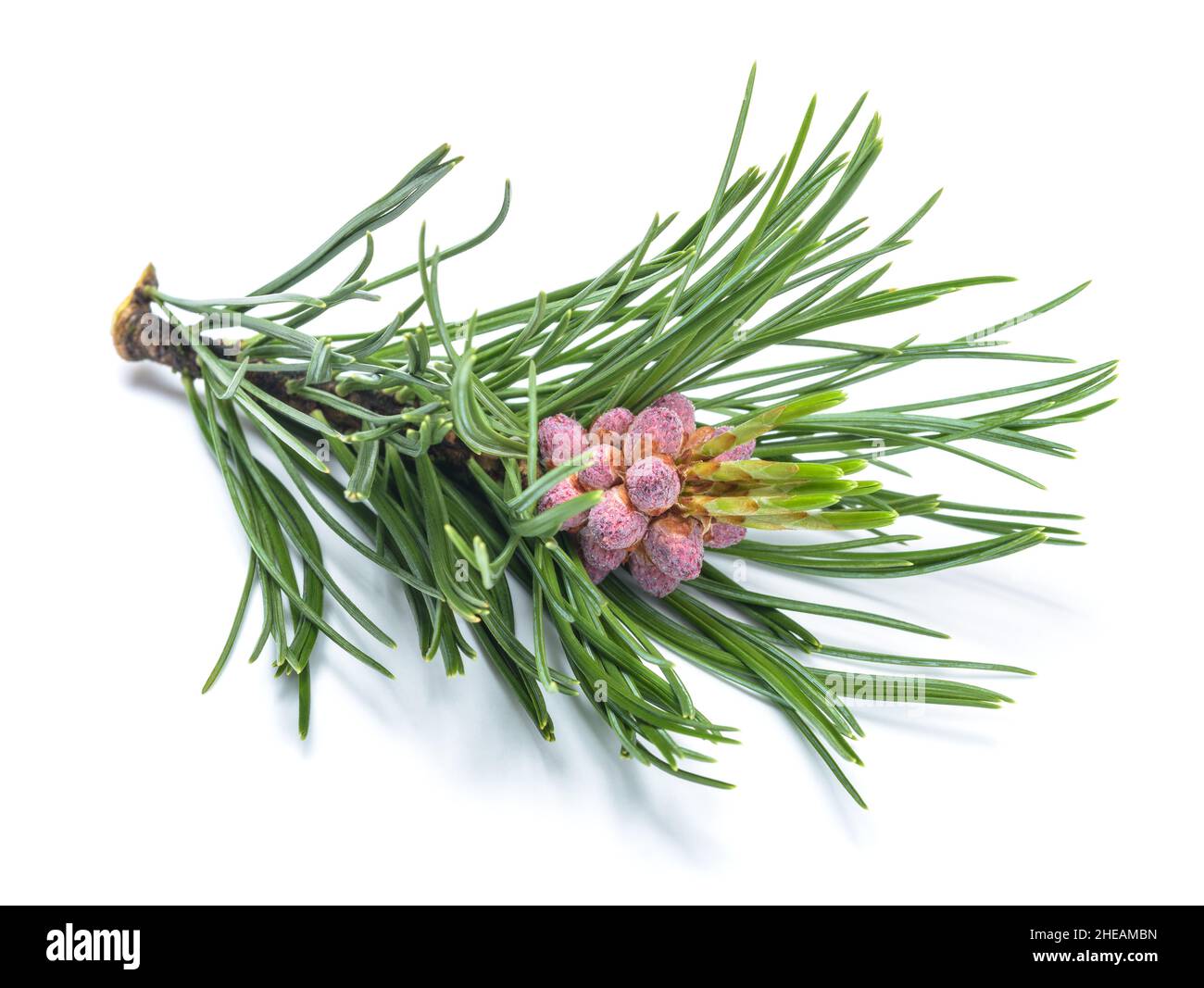 Swiss mountain pine branch isolated on white background Stockfoto