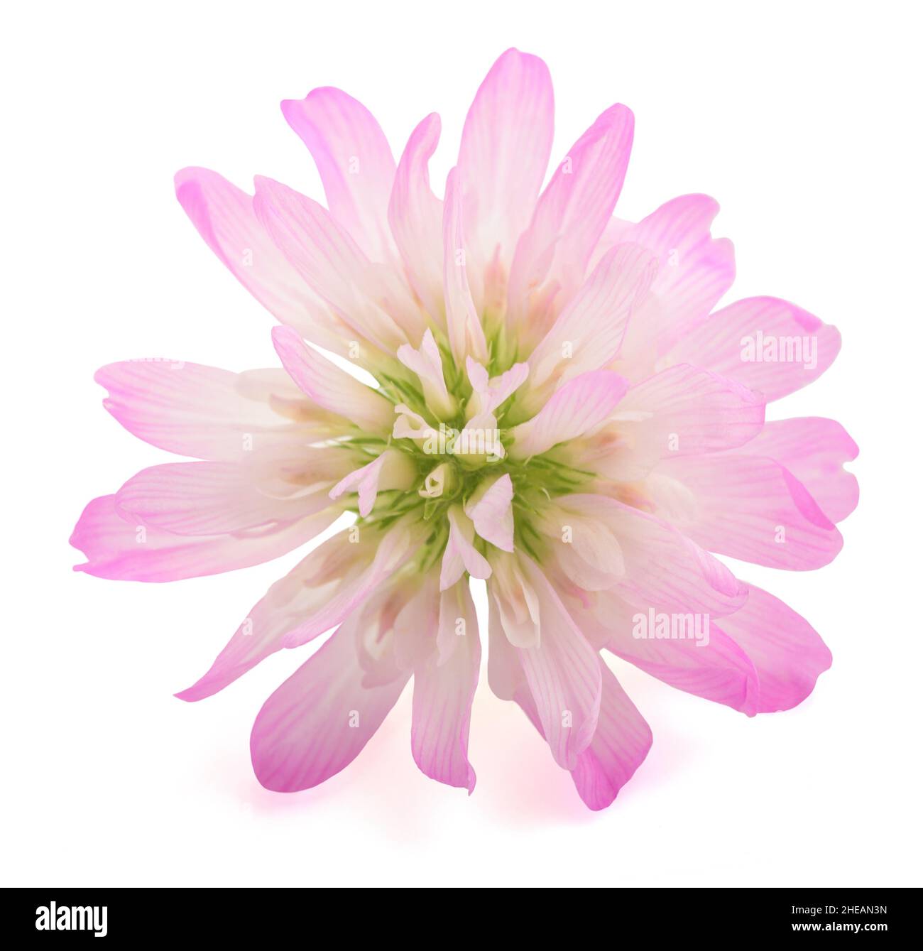 Umgekehrter Kleeblatt (Trifolium resupinatum) isoliert auf weißem Backgroun Stockfoto