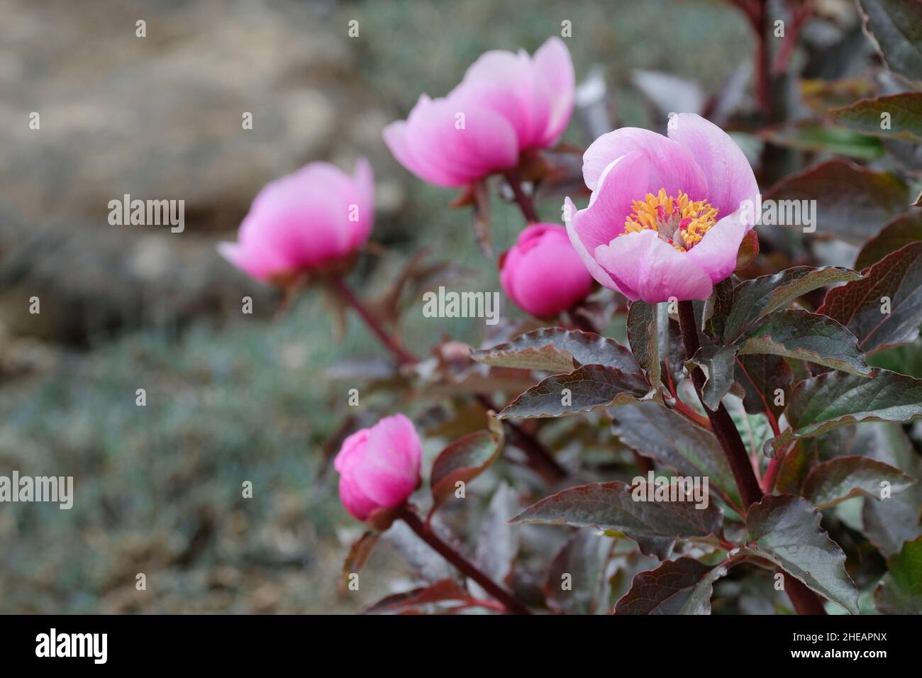 Paeonia mascula Unterart russoi, rötlich-blättrige Pfingstrose Stockfoto