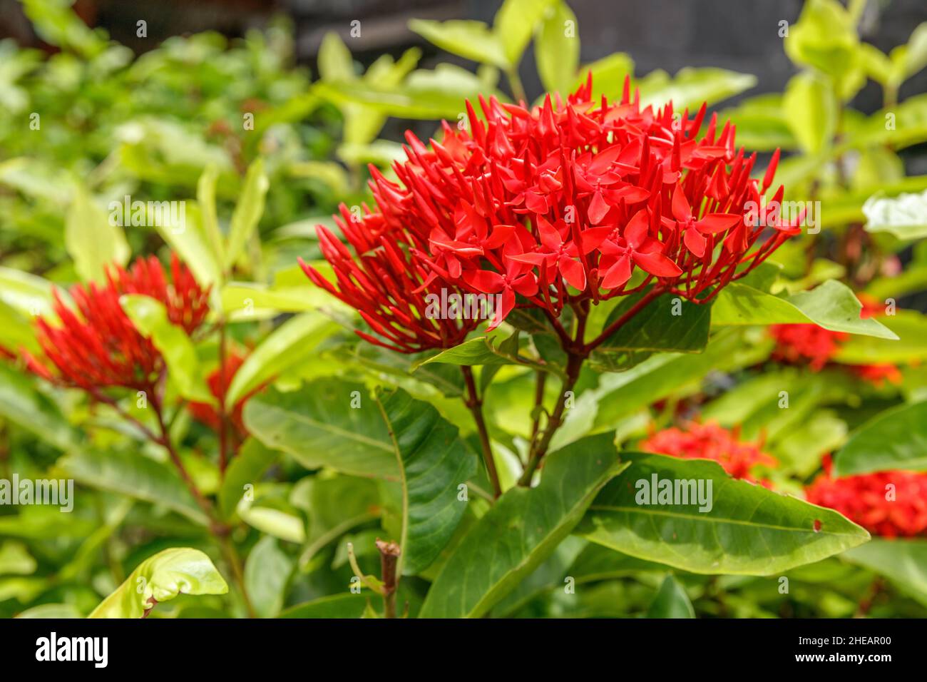 Blühende rote Ixora-Blüten. Bali, Indonesien. Stockfoto