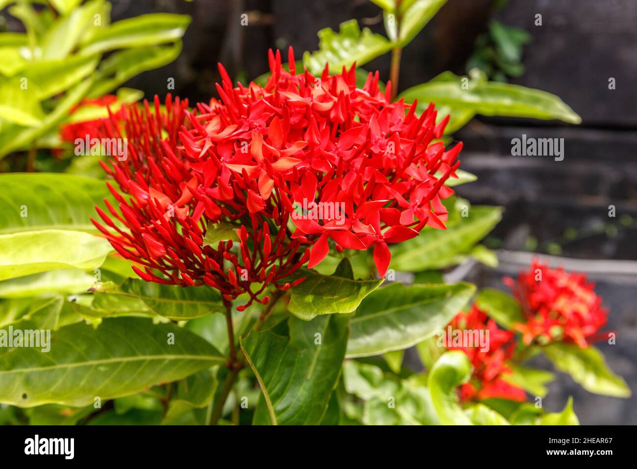 Blühende rote Ixora-Blüten. Bali, Indonesien. Stockfoto