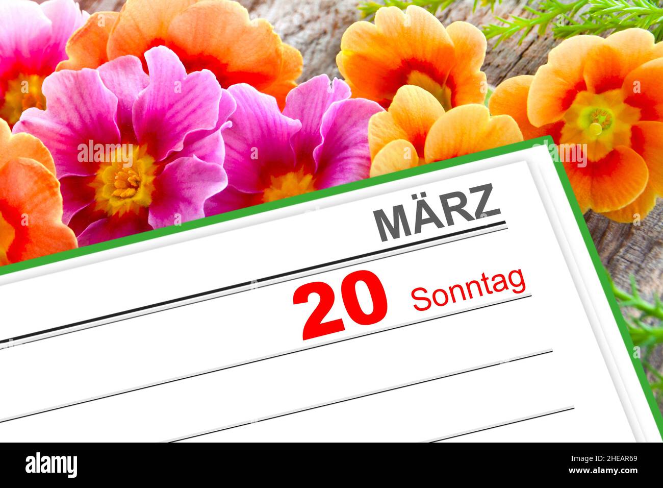 Deutscher Kalender 2022. März 20 Sonntag mit Primeln Stockfoto