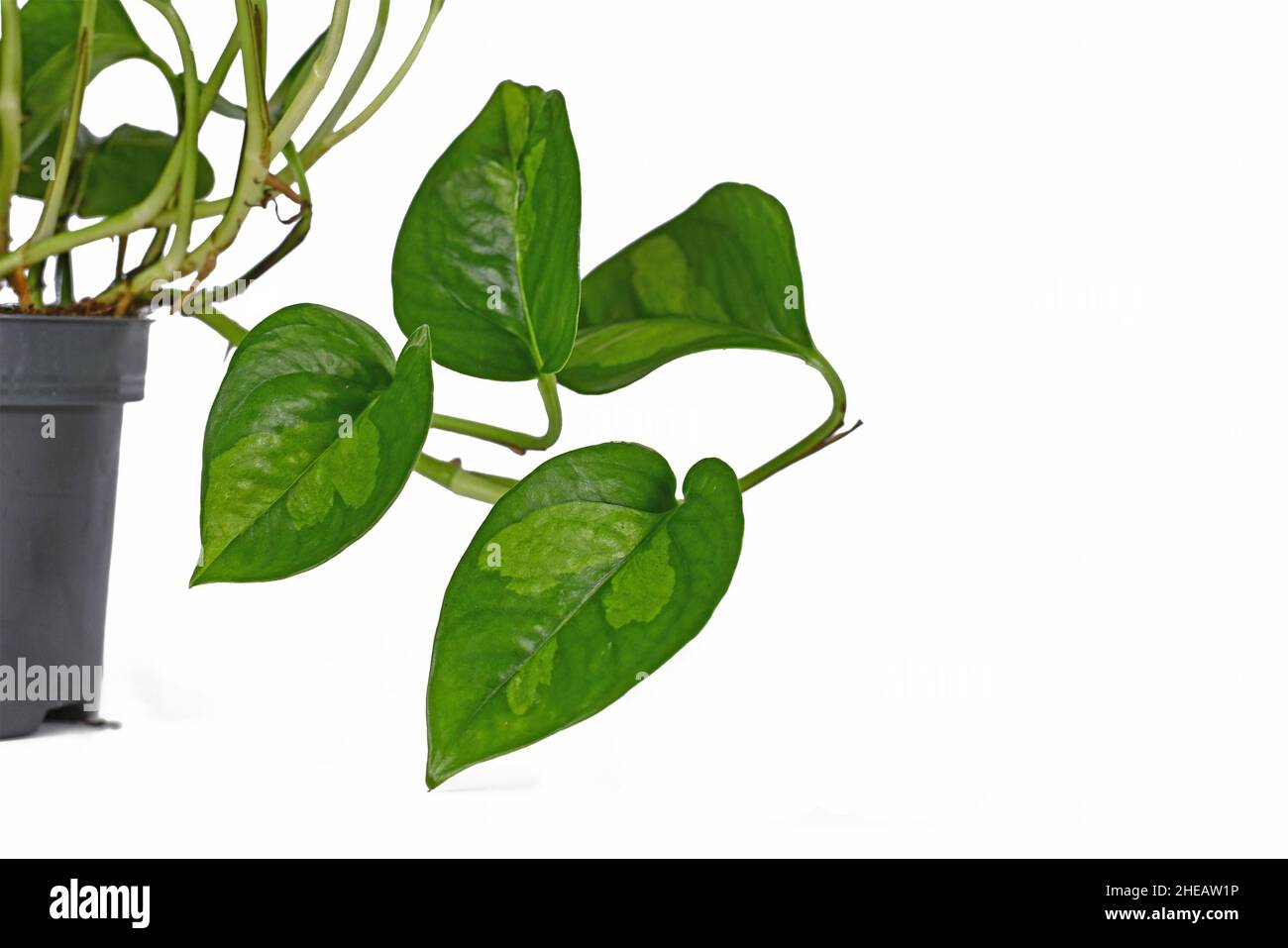Nahaufnahme des Blattes der tropischen 'Epipremnum Global Green'-Zimmerpflanze im Blumentopf auf weißem Hintergrund Stockfoto