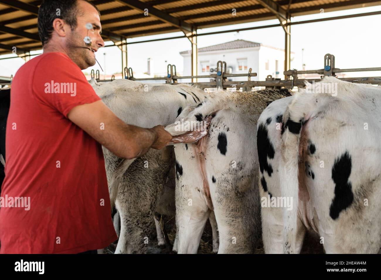 Farmer, der eine künstliche Befruchtung an einer Kuh in einer Scheune auf einem Bauernhof macht. Stockfoto