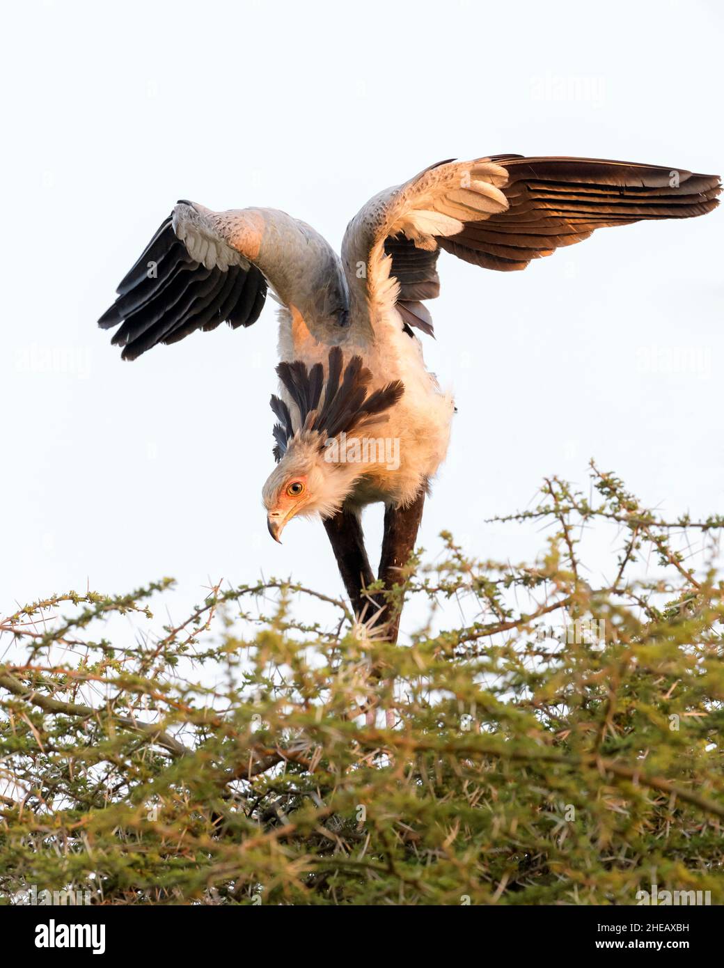Sekretariatsvögel (Schütze serpentarius), die auf dem Nest auf der Akazienspitze stehen und mit Flügeln flattern, Ngorongoro-Schutzgebiet, Tansania, Afrika. Stockfoto