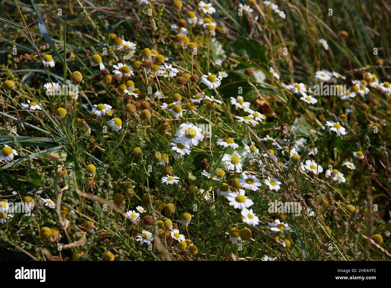 Wildtierpflanzen mit weißen Wildblumen auf einer Wiese in England, Großbritannien. Stockfoto