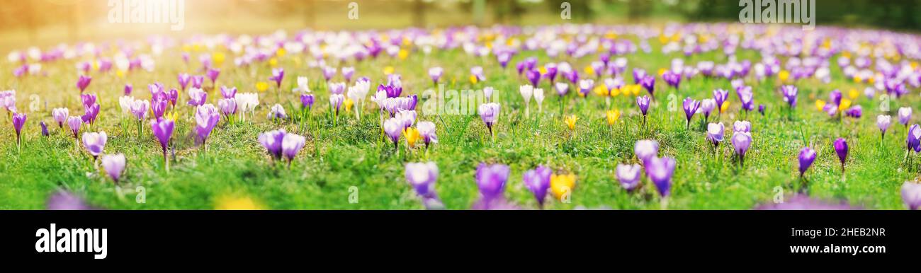 Nahaufnahme der Frühlingsblumen im Park. Krokusblüte am schönen Morgen Stockfoto