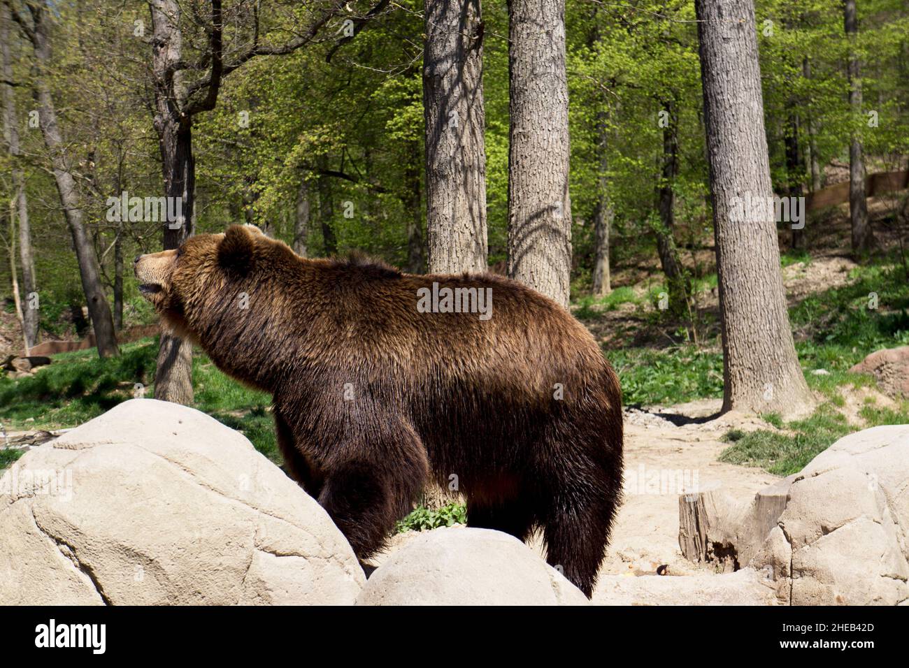 Kamtschatka Braunbär in Gefangenschaft Stockfoto