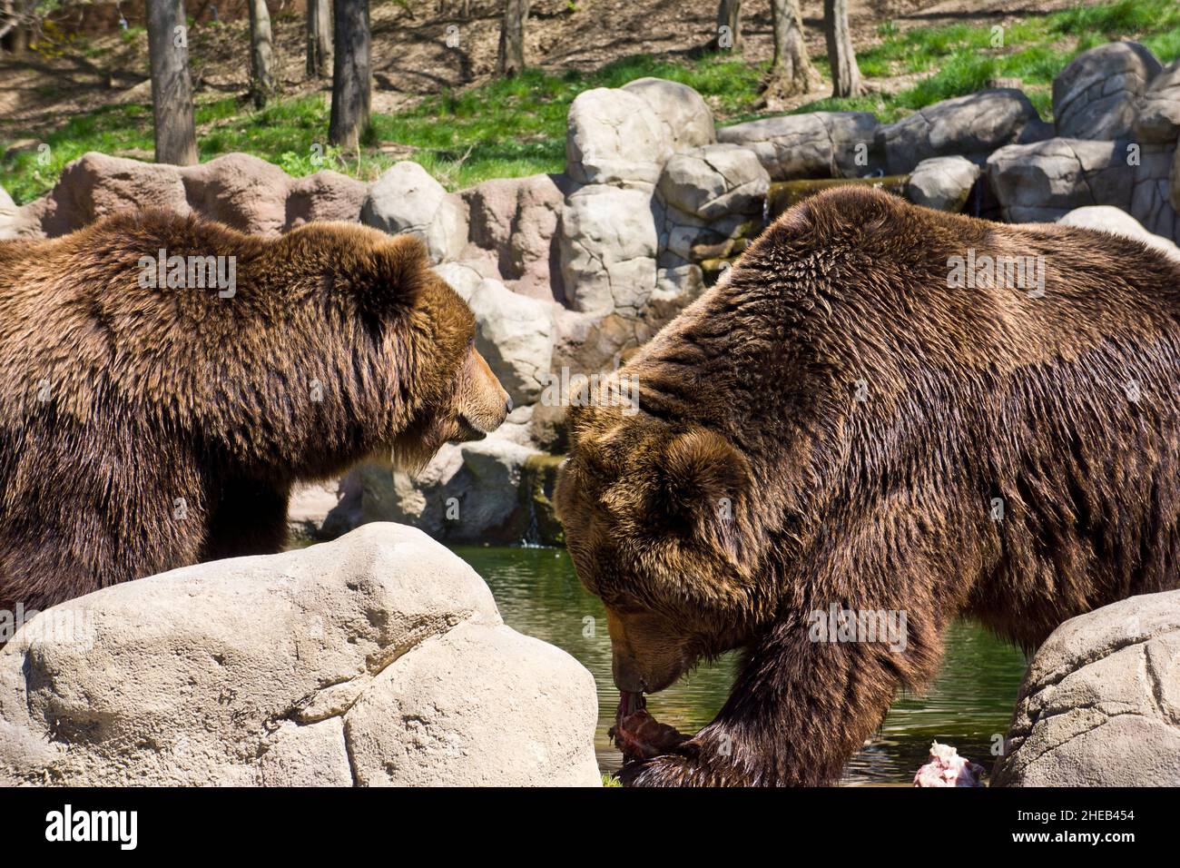 Kamtschatka Braunbär in Gefangenschaft Stockfoto