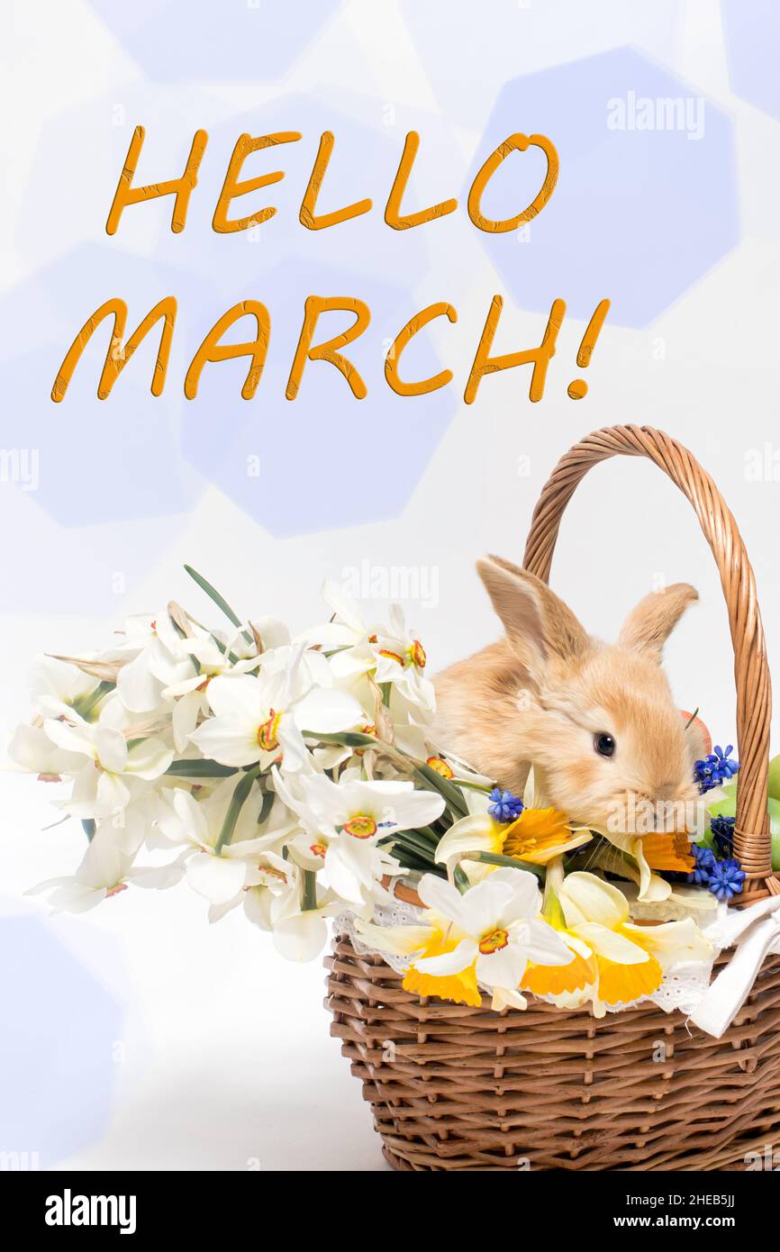Korb mit Narzissen und Kaninchenblüten auf weißem Hintergrund mit dem Text Hello March Stockfoto