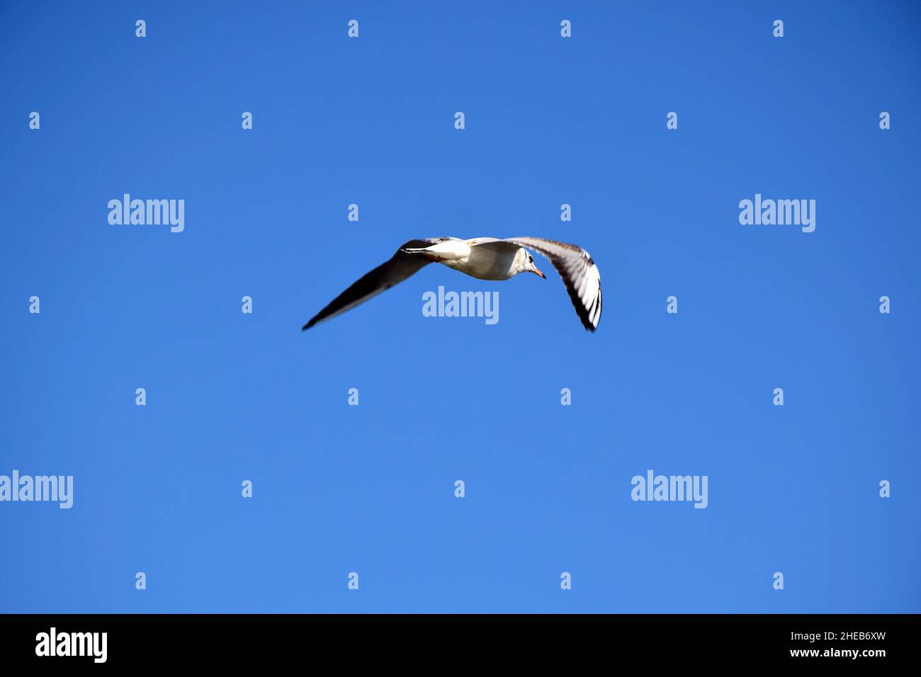 Vogelmöwe in einem strahlend blauen, klaren Himmel ohne Wolken. Vogel in der Mitte des Rahmens Stockfoto