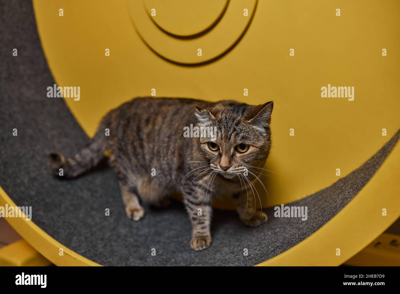 Rauchige Katze läuft auf Übungsrad. Trainingsgerät Stockfoto