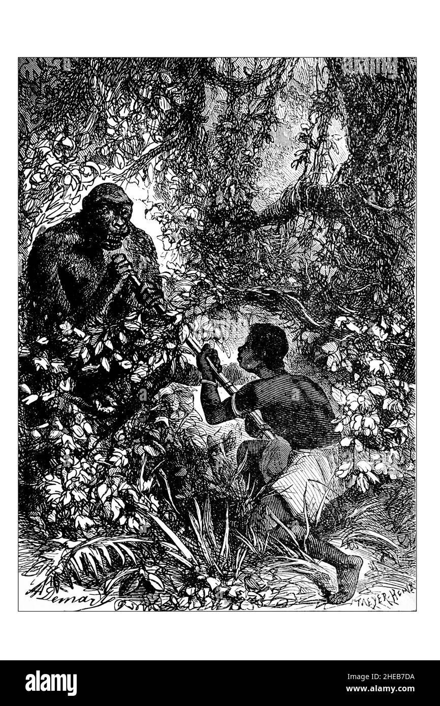 Gorilla Hunting, gravierte Illustration aus dem 19th. Jahrhundert von African Discovery and Adventure, von C E Bourne, veröffentlicht 1900 von Swan Sonnenhin & Co, L Stockfoto Gorilla Hunting, gravierte Illustration aus dem 19th. Jahrhundert von African Discovery and Adventure, von C E Bourne, veröffentlicht 1900 von Swan Sonnenhin & Co, L Stockfoto
