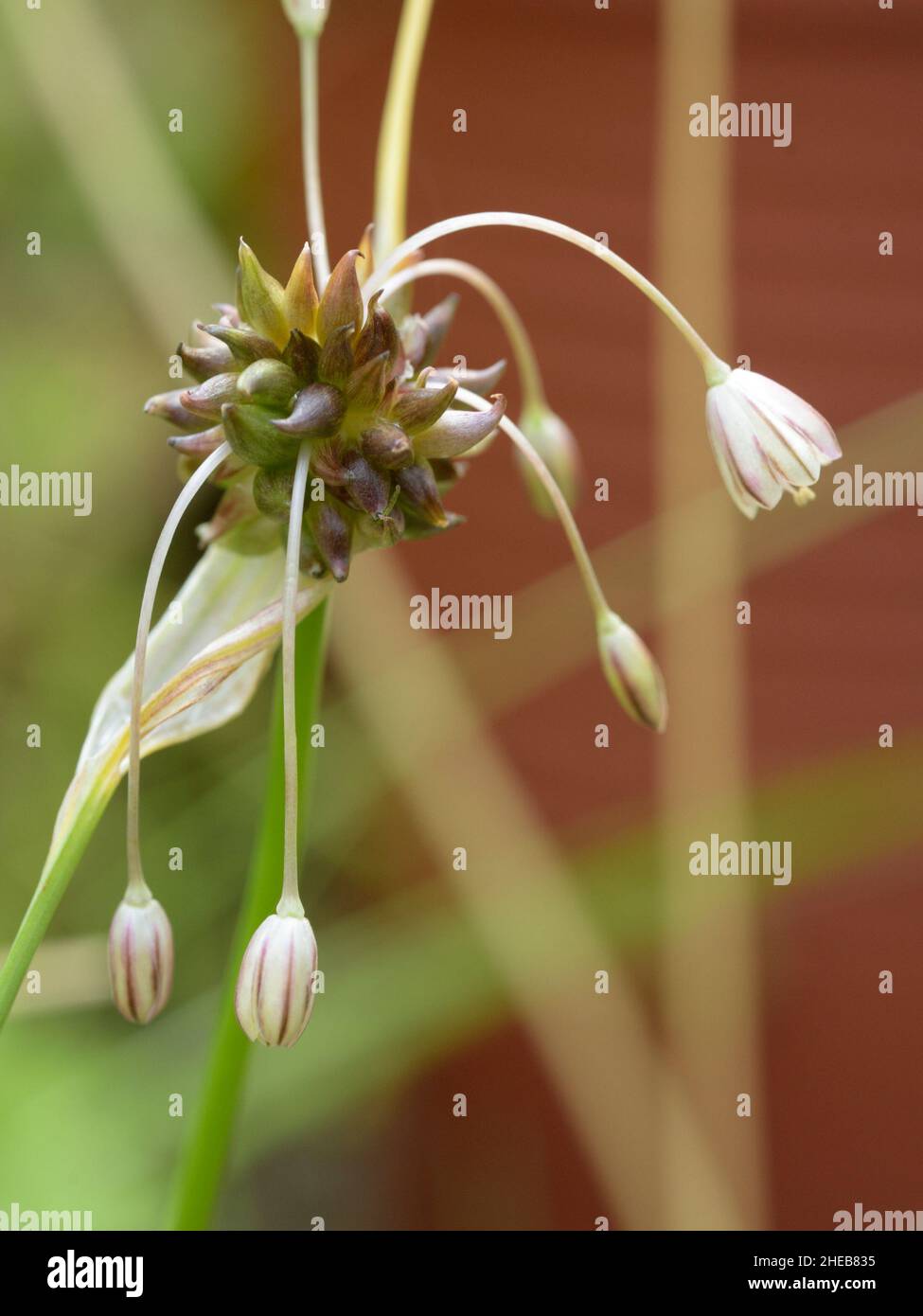 Feldknoblauchzehen, Allium oleraceum Stockfoto