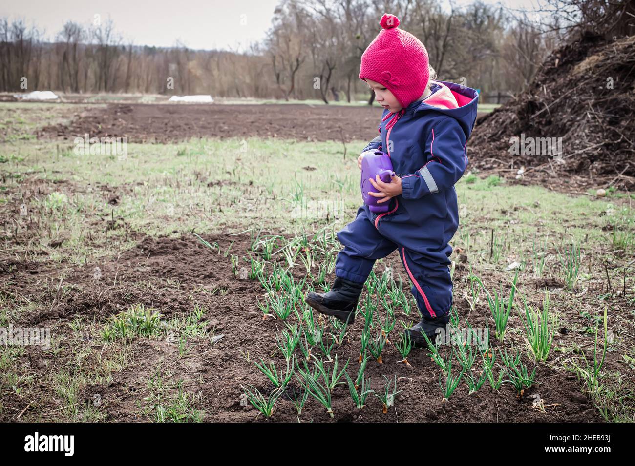 Kinder-Trampelbett mit Zwiebeln im Garten. Zerstörung der Ernte. Schaden für Pflanzen Stockfoto