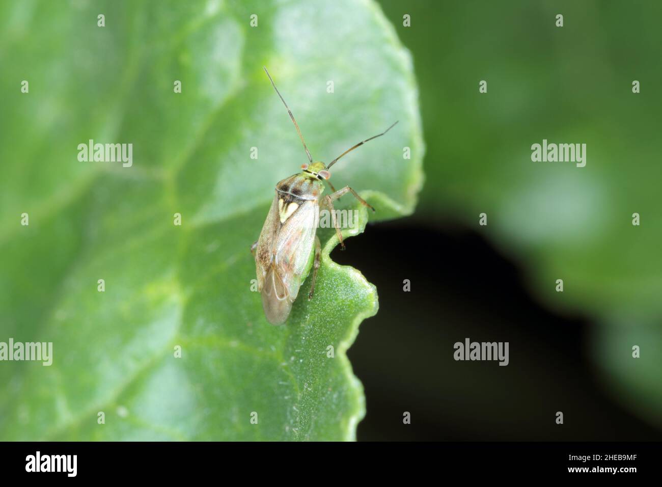 Lygus Bug bilden die Familie Miridae auf einem Rübenblatt. Stockfoto