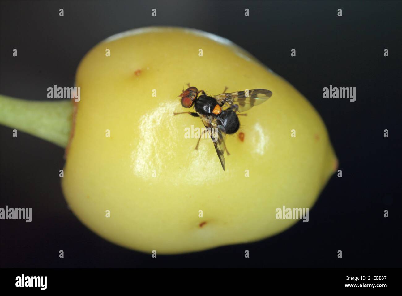 Rhagoletis cerasi ist eine Art von Tephritiden-Fruchtfliege, die unter dem gemeinsamen Namen Kirsche Fruchtfliege bekannt ist. Es ist ein großer Schädling von Kirschkulturen in Europa. Stockfoto