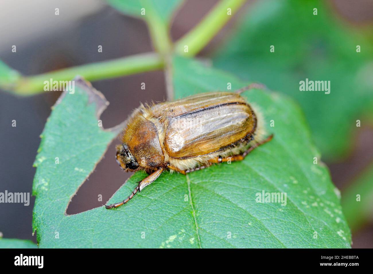 Kleiner June Beetle Amphimallon solstitiale auf dem beschädigten Pflanzenblatt sitzend. Stockfoto
