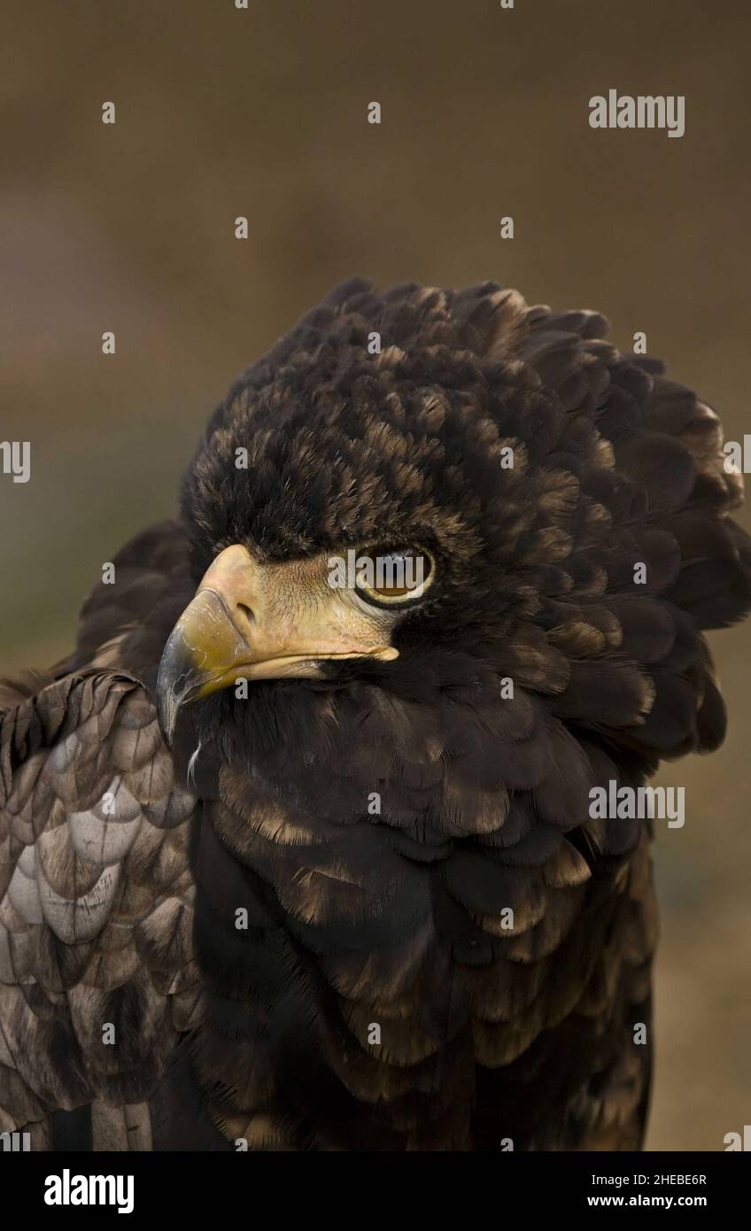 Großer Gefangener Adler Aussaat messerscharfen gehackten Schnabel aus dem Hintergrund isoliert Stockfoto