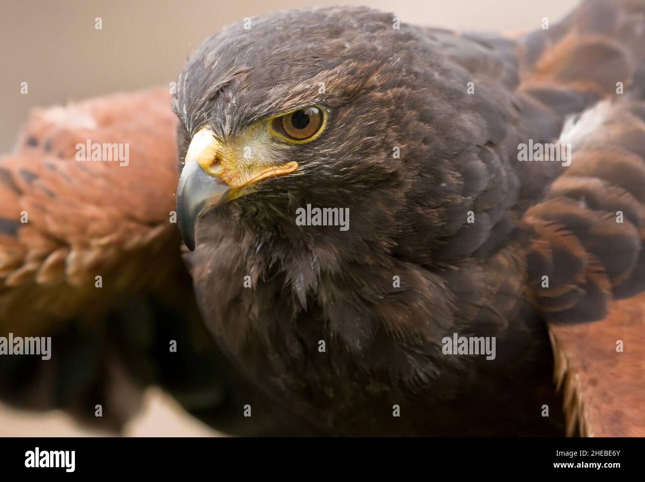goldener Adler aquila chrysaetos zeigt beeindruckende Hakenschnabel Stockfoto