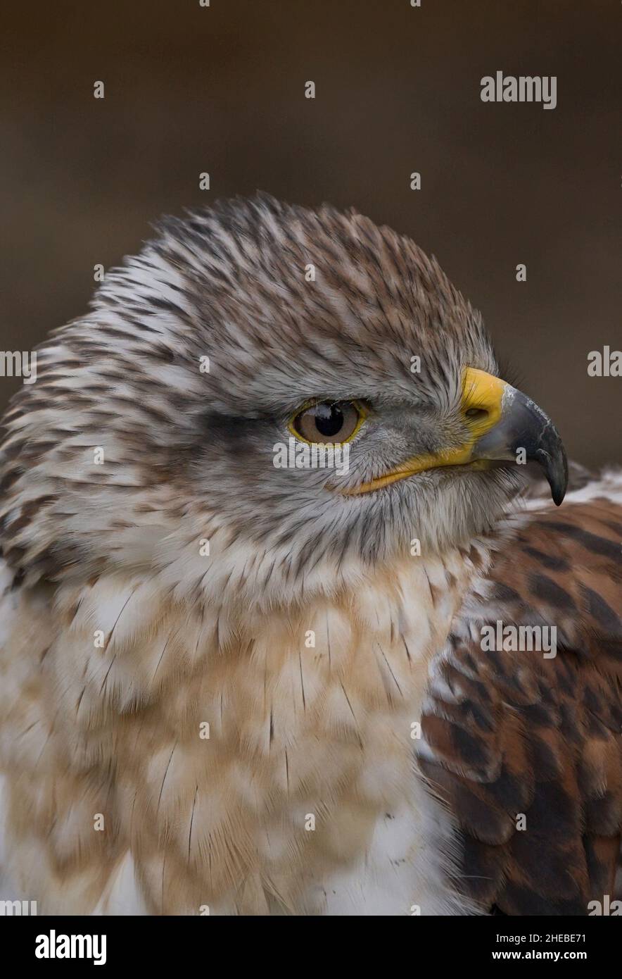 Nahaufnahme des Gyrfalken falco hierofalco mit Hakenschnabel Stockfoto