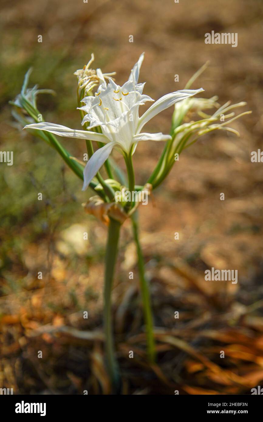 Meer Narzisse, Meer pancratium Lily (Pancratium maritimum) an der Küste des Mittelmeers, Israel im September Stockfoto