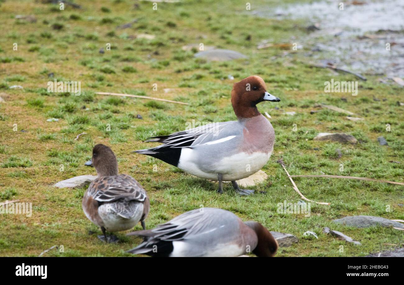 Männliche Wigeon (Anas penelope) Stockfoto