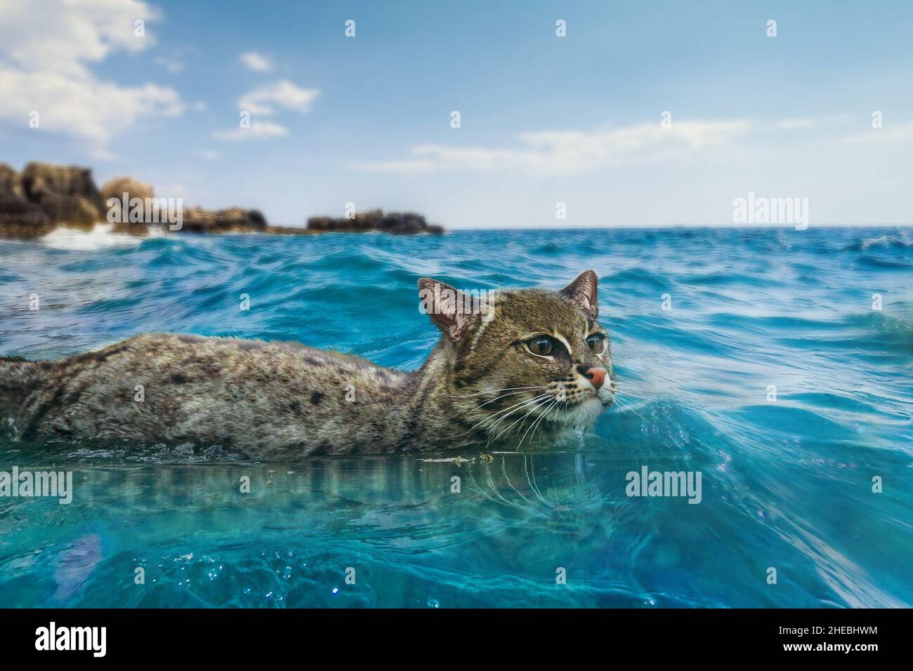 Schwimmende Katze im Meer, Meerwasser. Draußen Katze am Strand. Stockfoto