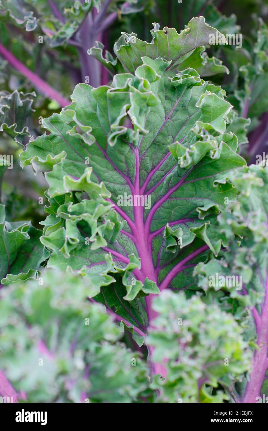 Kale „Midnight Sun“, ornamentale, dicht gewellte Blätter mit violetten Adern. VEREINIGTES KÖNIGREICH. Brassica oleracea Stockfoto