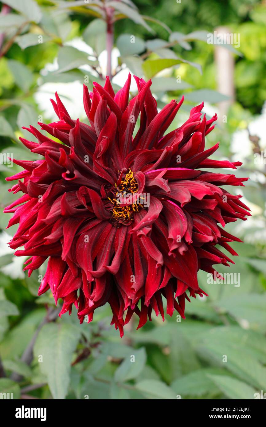 Dahlia 'Black Jack', große tiefrote Halbkaktus-Dahlie im Septembergarten. VEREINIGTES KÖNIGREICH Stockfoto